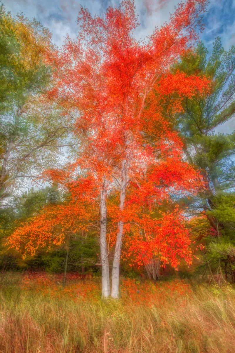 Autumn Delights