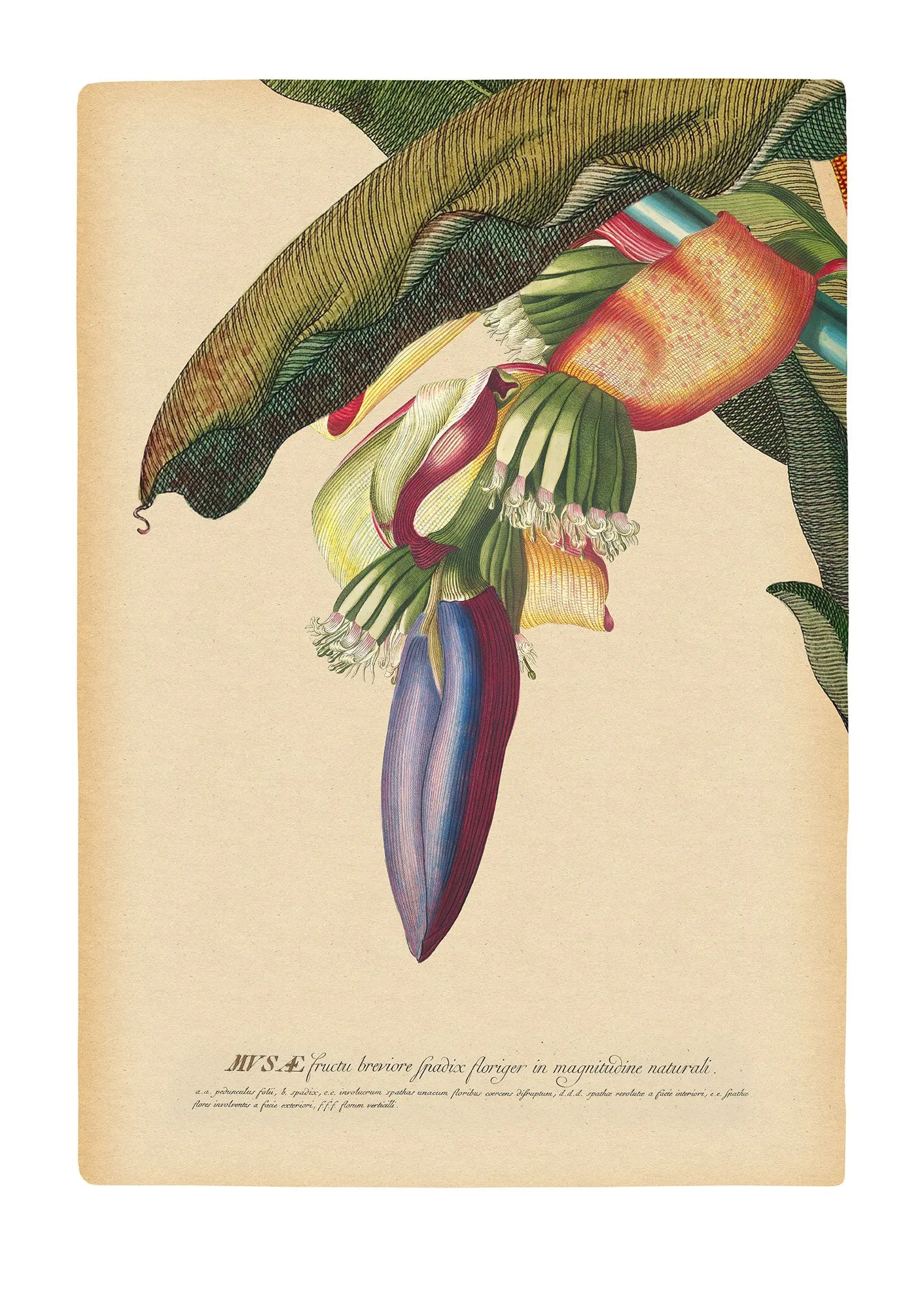 Banana Heart Art Poster