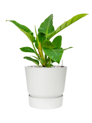 Philodendron `Imperial Green' in Greenville Office Plant With Pot 51cm Height 23.5cm Dia