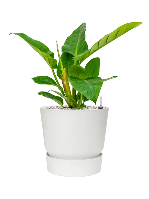 Philodendron `Imperial Green' in Greenville Office Plant With Pot 51cm Height 23.5cm Dia