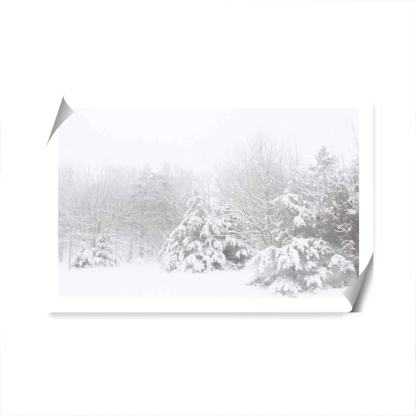 Snowy Pines Wall Art Print