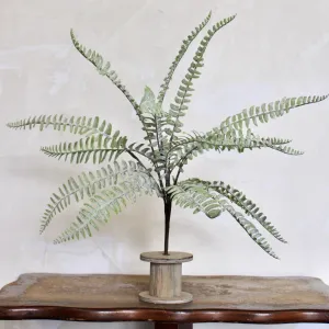 Sword Fern Bush