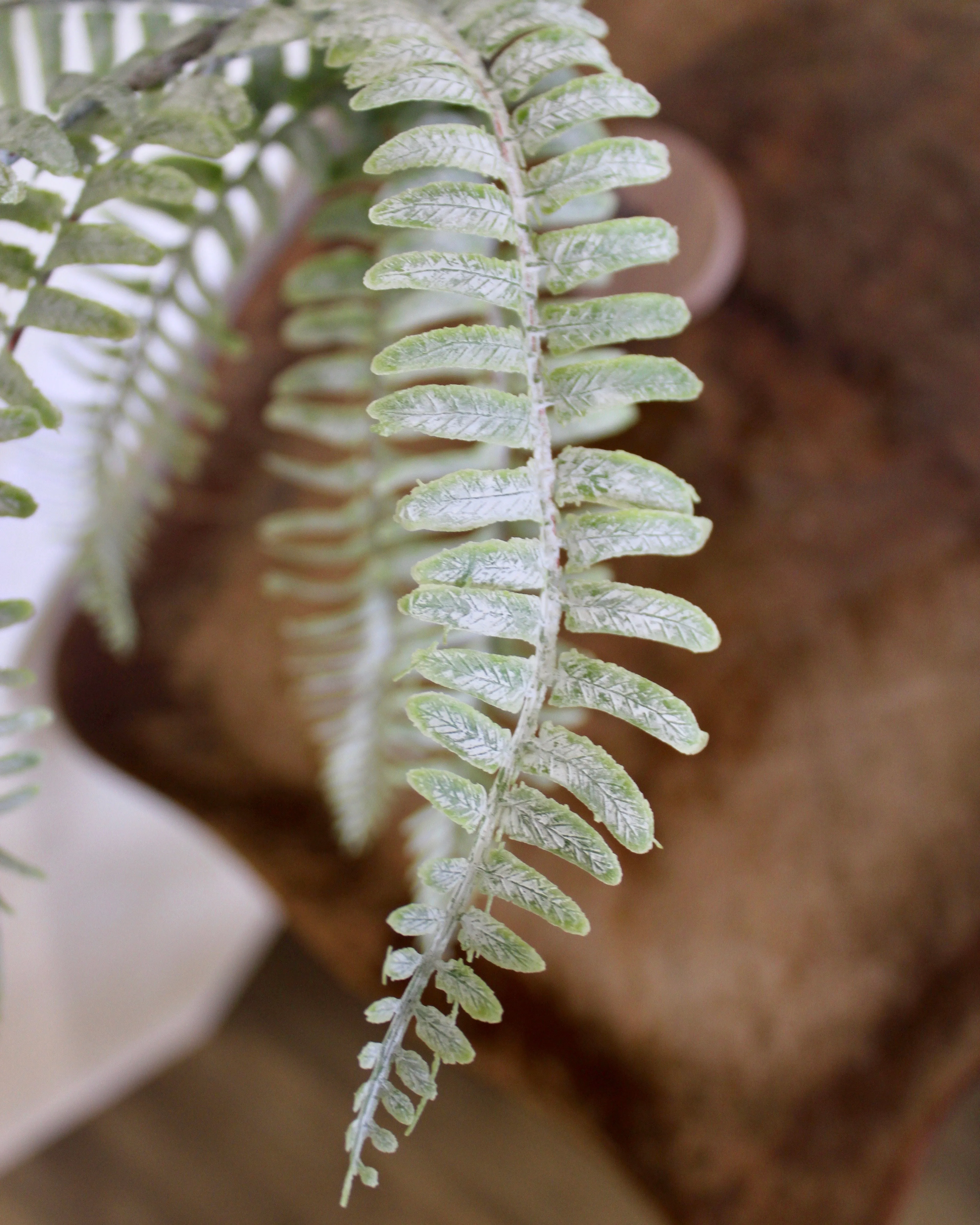 Sword Fern Bush
